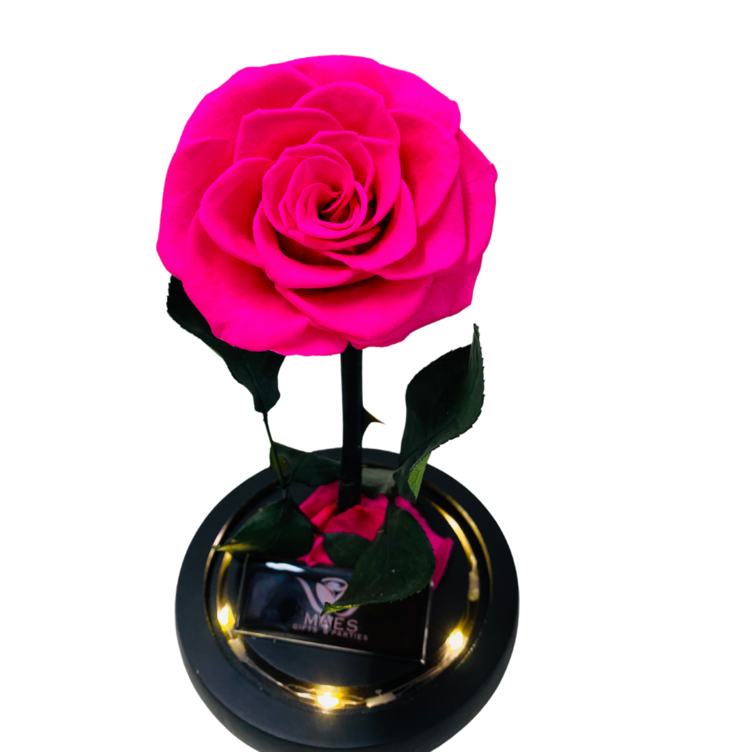 Single Preserved Rose -Tall | Fucsia